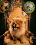 Pet product feedback