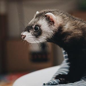 Ferret Gifts