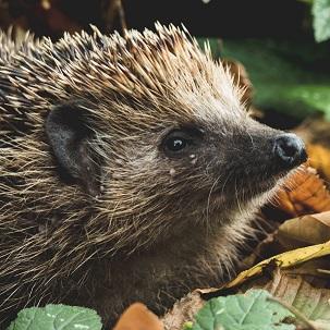 Hedgehog Gifts