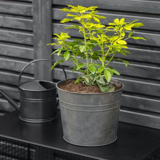 Black Galvanised Steel Plant Bucket Planter in Situ Black Galvanised Steel Plant Bucket Planter in Situ