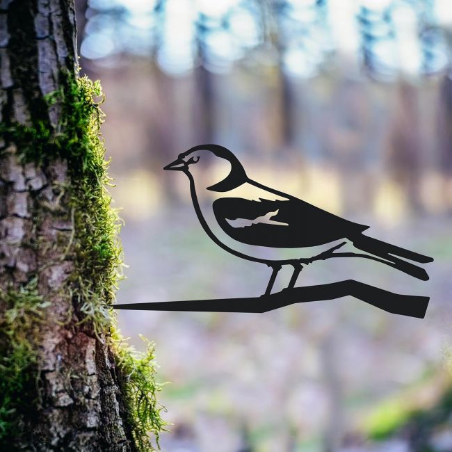 Chaffinch Tree Spike in Situ Chaffinch Tree Spike in Situ