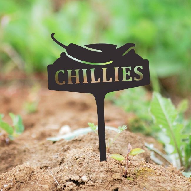 "Chillies" Vegetable Label in Use in the Garden "Chillies" Vegetable Label in Use in the Garden