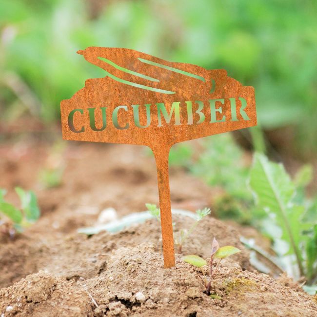 "Cucumber" Vegetable Label in Use in the Garden "Cucumber" Vegetable Label in Use in the Garden