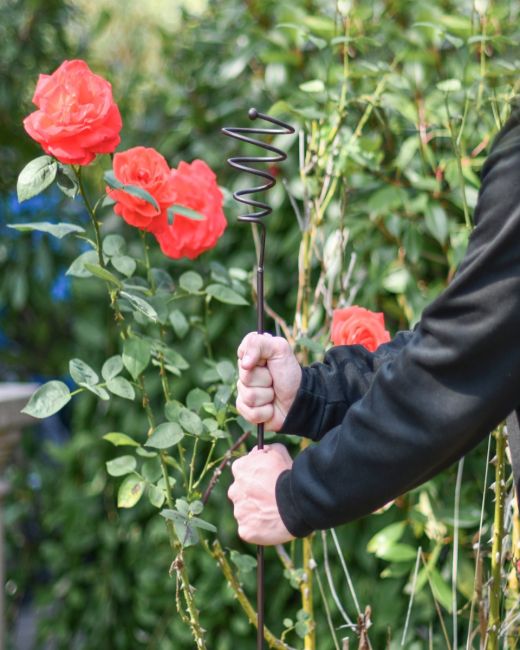 Spiral natural steel plant support - 5ft in situ