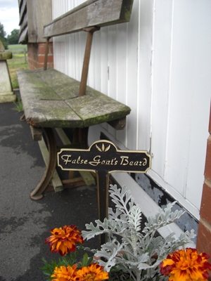 False Goats Beard Brass Garden Plant Sign False Goats Beard Brass Garden Plant Sign