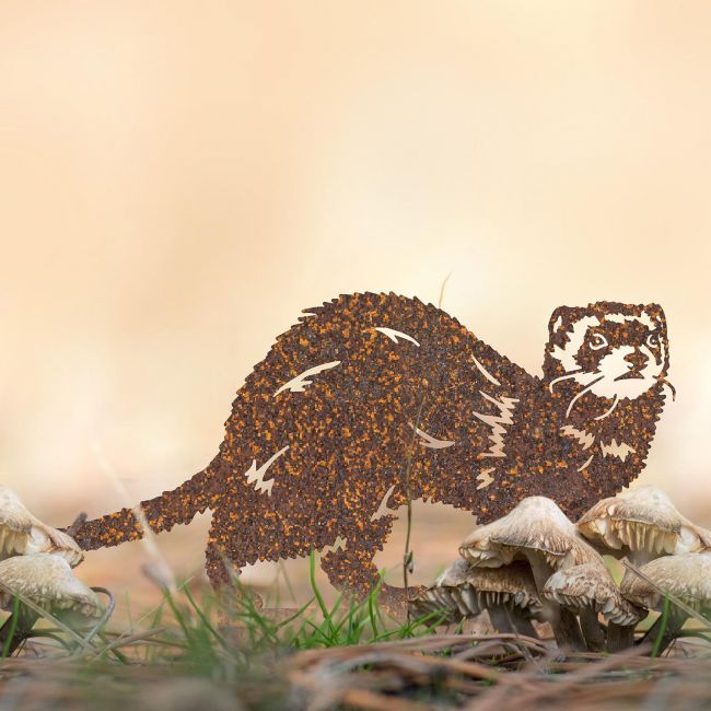 Ferret Silhouette in Situ in a Field Ferret Silhouette in Situ in a Field