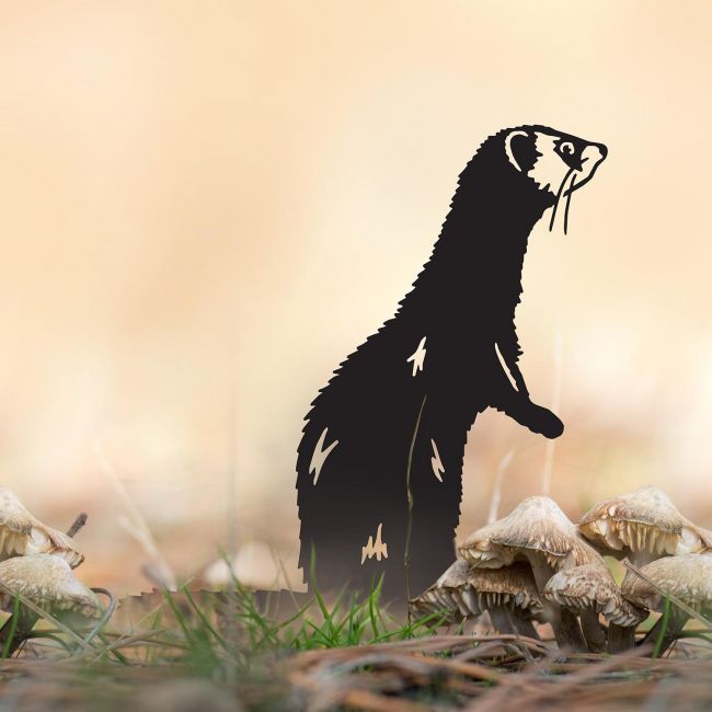 Standing Ferret Silhouette in Situ Standing Ferret Silhouette in Situ