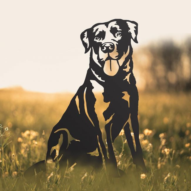 Labrador Silhouette in Situ in a Field Labrador Silhouette in Situ in a Field