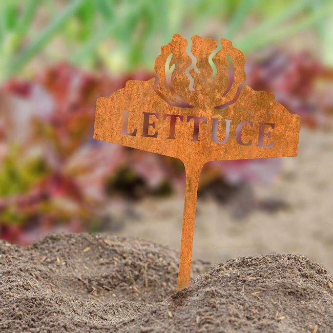 "Lettuce" Vegetable Label in Situ in the Garden "Lettuce" Vegetable Label in Situ in the Garden