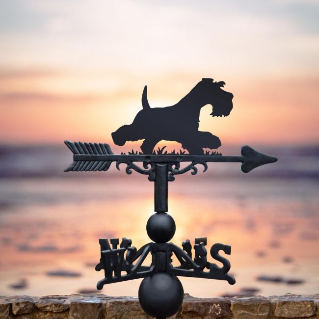 Minitiature schnauzer running weathervane on the beach