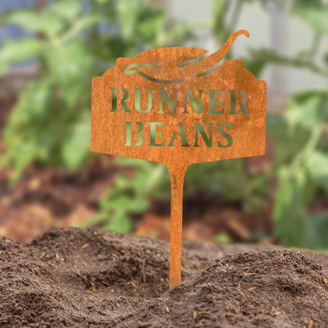 "Runner Beans" Vegetable Label in Situ in the Garden "Runner Beans" Vegetable Label in Situ in the Garden