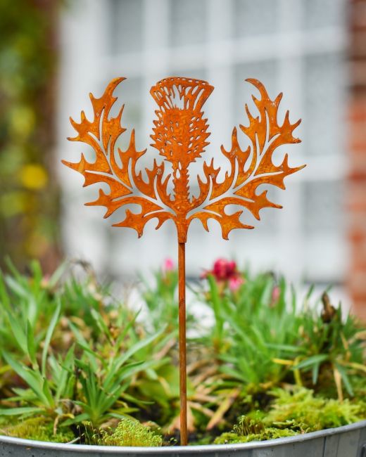 Rustic Scottish Thistle Artistic Plant Pot Spike - Set of Two Rustic Scottish Thistle Artistic Plant Pot Spike - Set of Two