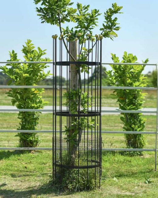 Wrought Iron Traditional "Fernhill" Black Tree Guard - Large Wrought Iron Traditional "Fernhill" Black Tree Guard - Large