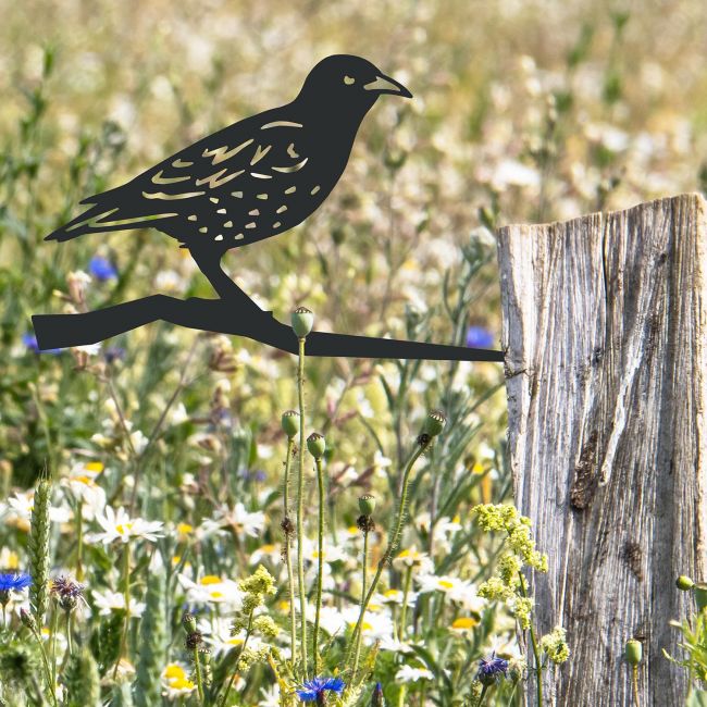 Starling Tree Spike in Situ on a Fence