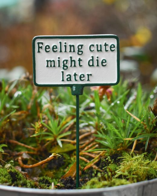 Witty Cast Iron Plant Pot Spike “Feeling Cute Might Die Later” main image