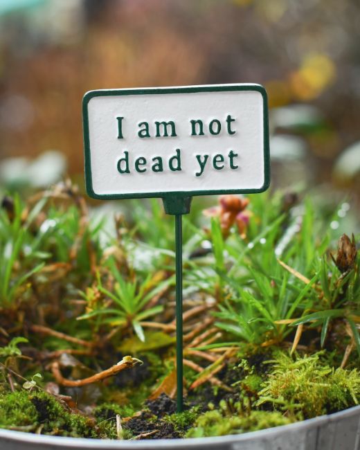 Witty Cast Iron Plant Pot Spike “I am Not Dead Yet”