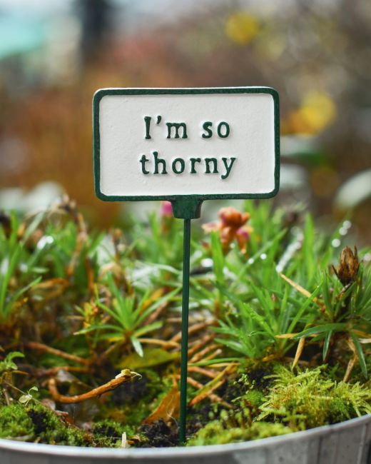 Witty Cast Iron Plant Pot Spike “I’m so Thorny” main image