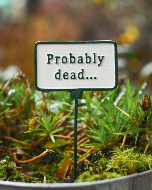 Witty Cast Iron Plant Pot Spike “Probably Dead”main image