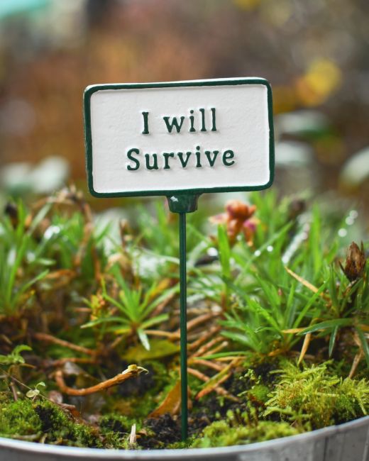 Witty plant pot spike I will survive main