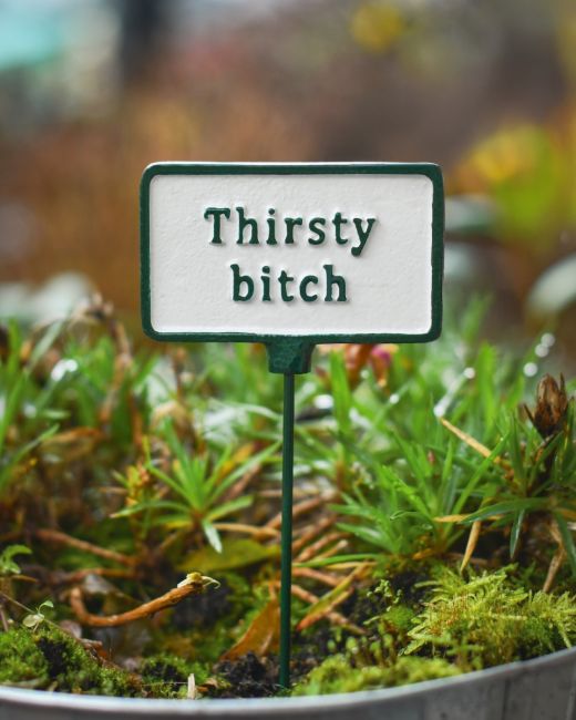 Witty plant pot spike Thirsty Bitch main