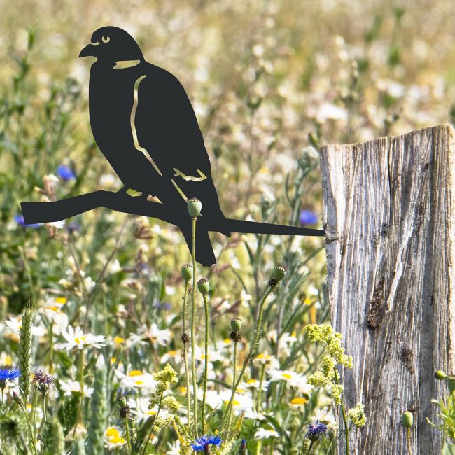 Wood Pigeon Tree Spike in Situ