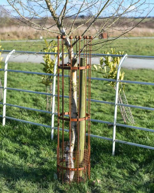 Wrought Iron Traditional "Fernhill" Rustic Tree Guard Main Wrought Iron Traditional "Fernhill" Rustic Tree Guard Main