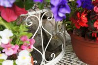 “Lady Eunice” Vintage, half moon, floral display stand