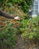 "Aqua Ice" Suncatcher Garden Stake large