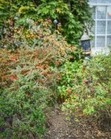 "Aurora" Suncatcher Garden Stake large