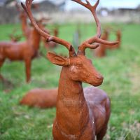 Elkin Highlands Stag in heard Elkin Highlands Stag in heard