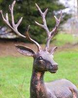 "Flint" the Cast Aluminium Gazing Stag Garden Sculpture Positioned on a Lawn with a Close up of the Head "Flint" the Cast Aluminium Gazing Stag Garden Sculpture Positioned on a Lawn with a Close up of the Head