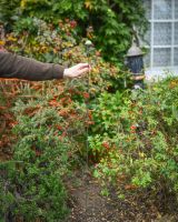 "Forest Pearl" Suncatcher Garden Stake large