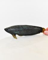 "Gilded Current" Cast Brass Fish Ornament with hand in shot for scale