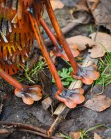"Hutch" Steel Fox Garden Sculpture - Sitting close up of paws