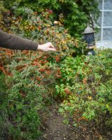 "Kingfisher" Suncatcher Garden Stake large