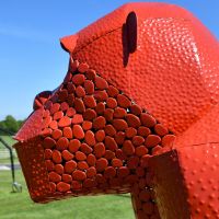 Close-up of the Side of the Face of the Gorilla Close-up of the Side of the Face of the Gorilla