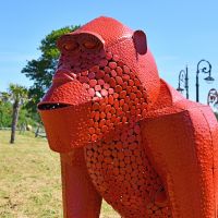 Close-up of the Face of the Gorilla Close-up of the Face of the Gorilla