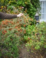 "Molten" Suncatcher Garden Stake large