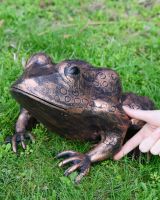 "Morty" the Toad Cast Aluminium Garden Sculpture on a Garden Lawn with Hand in Shot for Scale