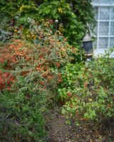 Large suncatcher garden ornament