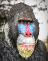 "Patriarch Mandrill" Fibreglass Garden Sculpture close up of head
