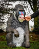 "Patriarch Mandrill" Fibreglass Garden Sculpture with hand in shot for scale