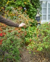 "Peacock" Suncatcher Garden Stake large