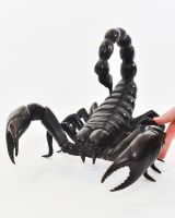 "Primal Sting" Cast Brass Scorpion Sculpture with hand in shot for scale