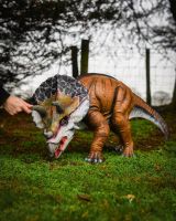 "Primeval Protector" Triceratops Fibreglass Garden Sculpture with hand in shot for scale