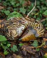 "Quill" Sleeping hedgehog Steel Garden Ornament