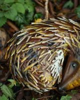 "Quill" Sleeping hedgehog Steel Garden Ornament close up of spines