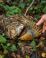 "Quill" Sleeping hedgehog Steel Garden Ornament with hand in shot for scale