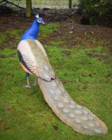"Sapphire Emissary" Fibreglass Peacock Garden Sculpture