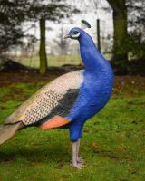 "Sapphire Emissary" Fibreglass Peacock Garden Sculpture close up view